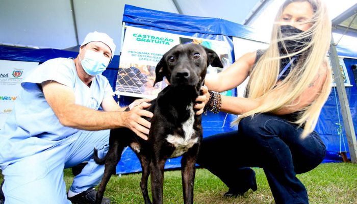  4º ciclo do Castrapet começa em novembro e vai atender 35 mil animais